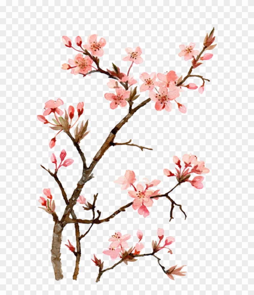 Cherry Blossom Watercolor Painting Drawing - Paint Japanese Cherry Blossom #774724