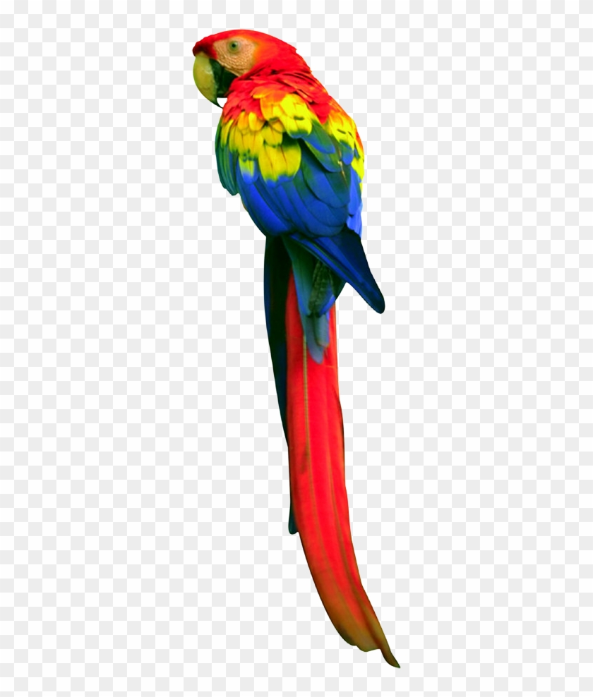 Parrot Clipart Transparent Background - Long Tail Parrot #774752