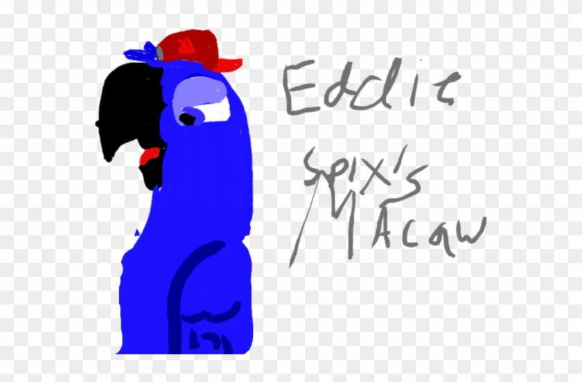 Eddie The Spix's Macaw By Robertomacaw - Spix's Macaw #774795