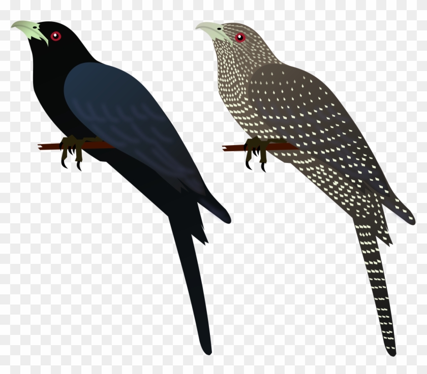 Cuckoo Cliparts 24, Buy Clip Art - Asian Koel #775139