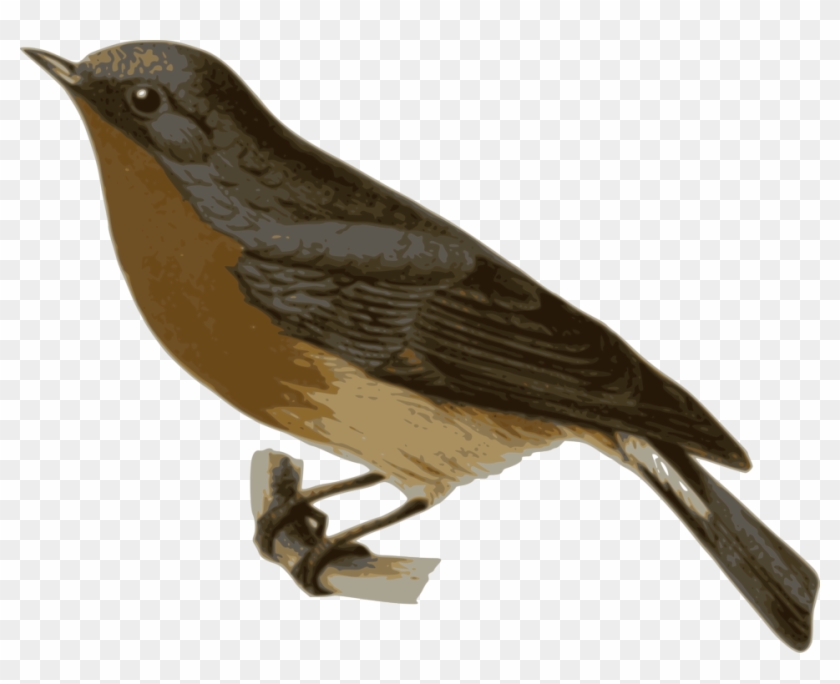 Brown Cuckoo Cliparts 23, - Brown And Grey Bird #775141