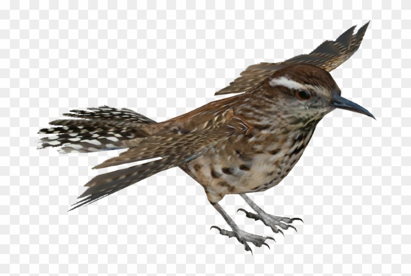 Wren Png Transparent Images - House Sparrow #775211