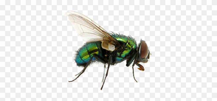 Animals - Fly Png #775218
