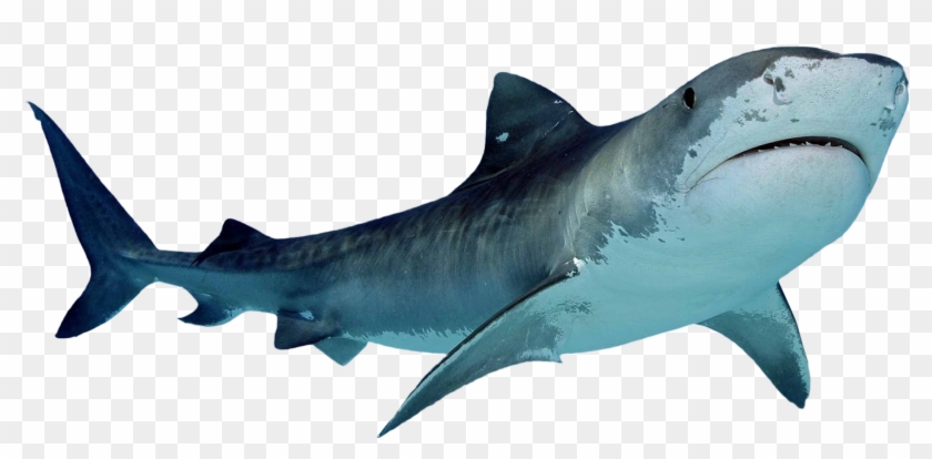 Shark Png #775270