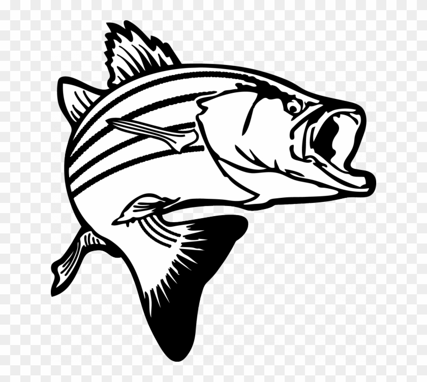 Salmon - Striped Bass Clip Art #775319