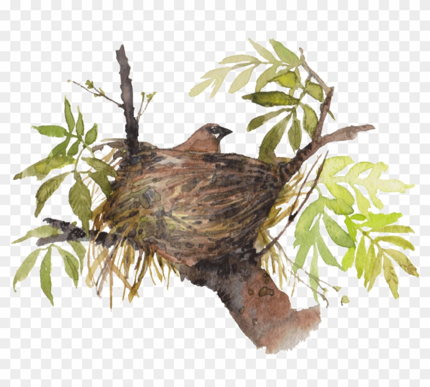 Cedar Waxwing Nesting In Ash Tree Clip Art - Cedar Waxwing Nesting In Ash Tree Clip Art #775330