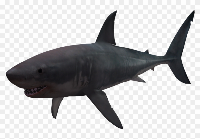 Shark Png - Shark #775361