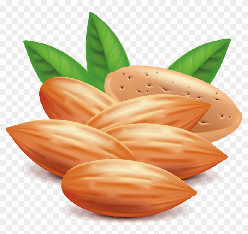 Almond Nut Euclidean Vector Clip Art - Almond Clipart #775424