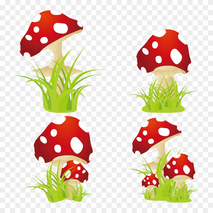 Amanita Muscaria Edible Mushroom - Amanita Muscaria Edible Mushroom #775455