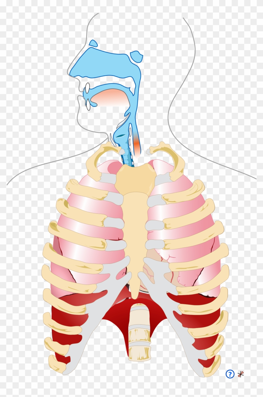 Human Respiratory System Pedagogical Fr - Transparent Respiratory System Png #775534