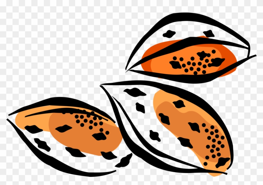 Vector Illustration Of Almond Hard Shell Edible Seed - Vector Illustration Of Almond Hard Shell Edible Seed #775538