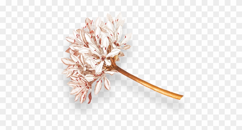 Scroll To Explore - Artificial Flower #775566
