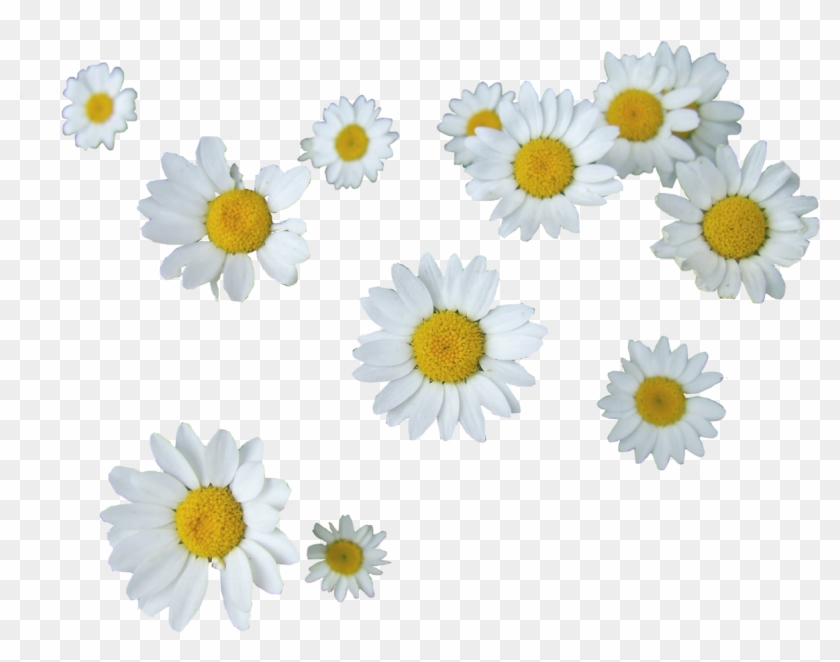 Show More Notesloading - Daisies Transparent #775573