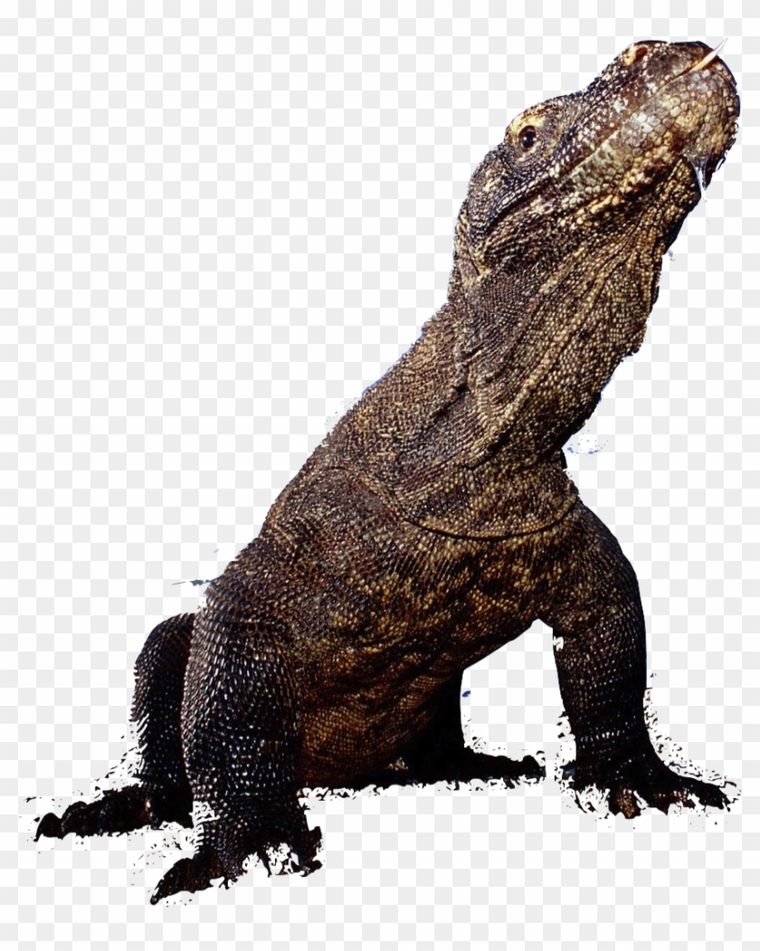 Komodo - Komodo Dragon #775898