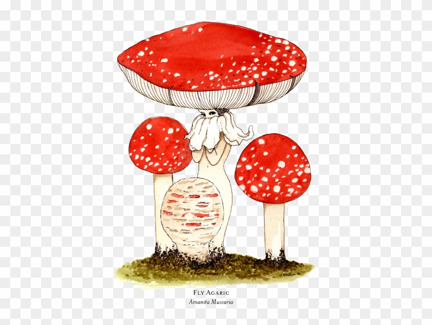 Food - Many Genders Do Fungi Have #776539