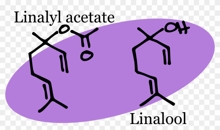 Minor Volatile Components That Contribute To The Scent - Chemical Structure Of Lavender #776750