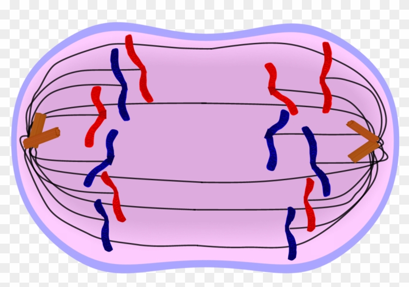Cell In Anaphase Of Mitosis #776888