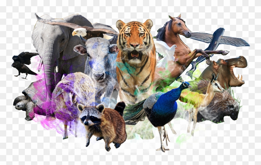 Your Life Metaphor - Tiger At The Zoo Big Cat Journal: 150 Page Lined Notebook/diary #777273