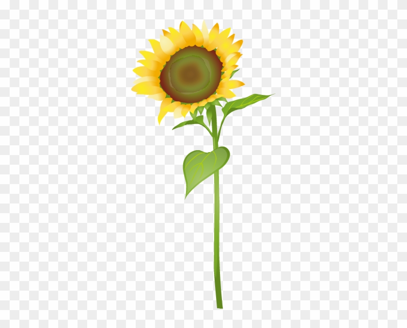 Sunflower - Sunflower #777499