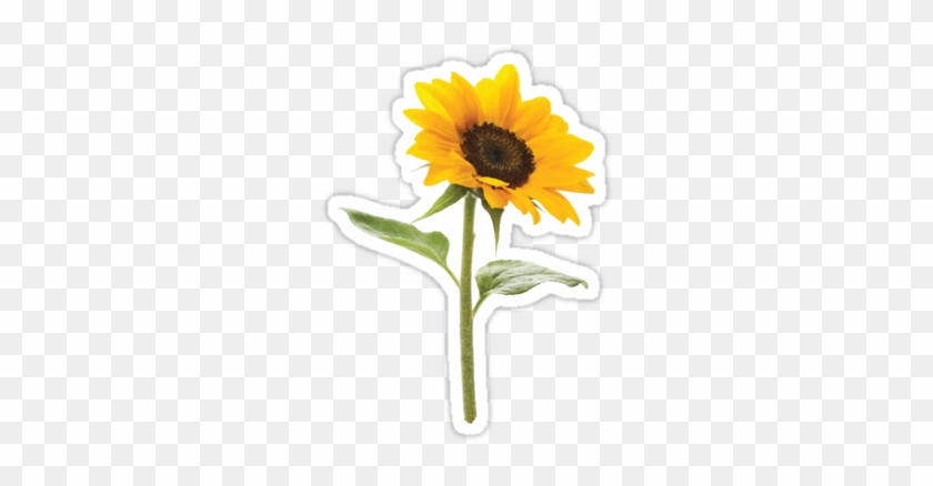 "sunflower" Stickers By Ericbracewell Redbubble - Sunflower Transparent Background #777571