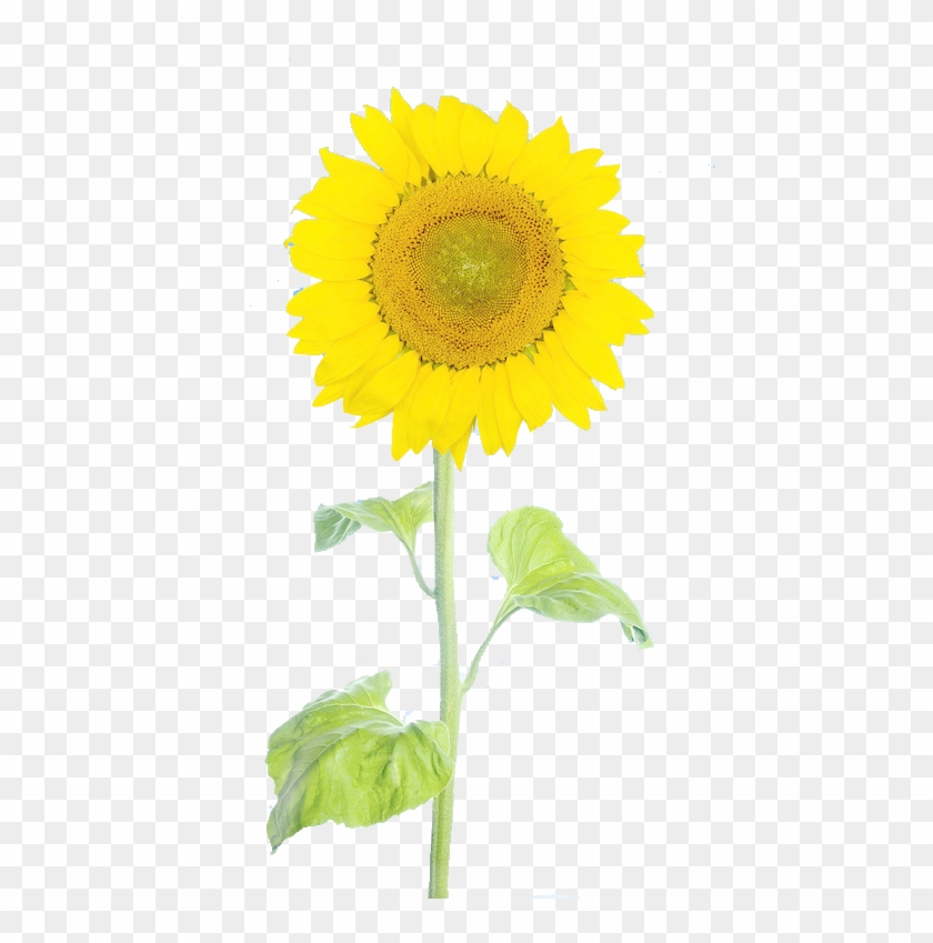 Sunflower Free Stock Pull Figure 649*768 Transprent - Sunflower Free Stock Pull Figure 649*768 Transprent #777633