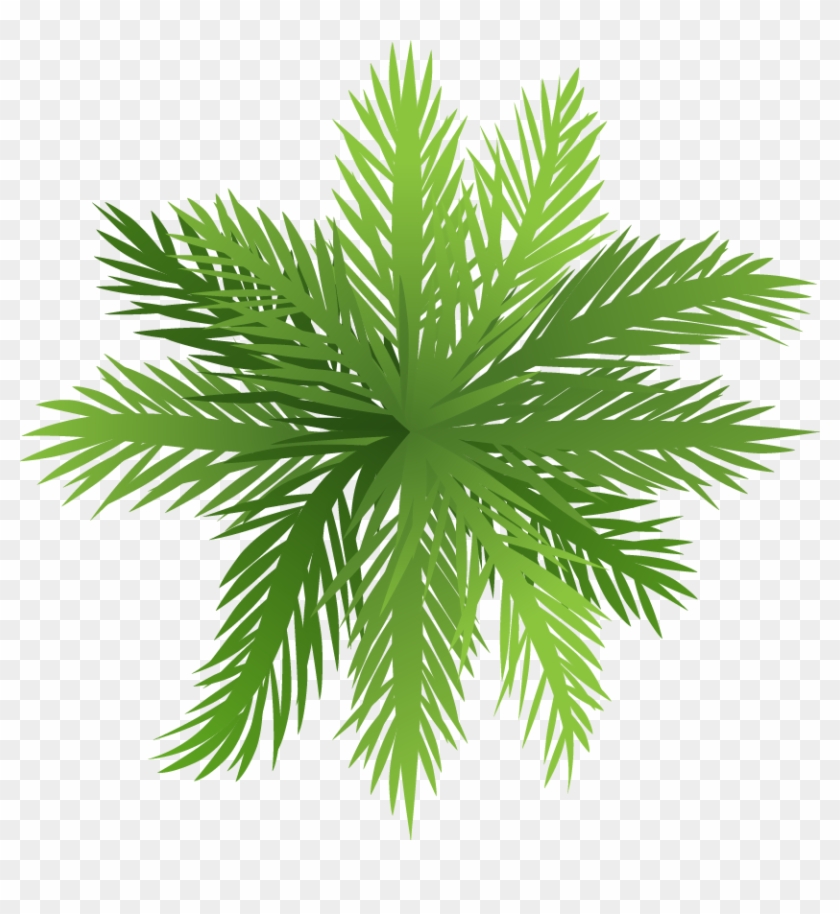 Arecaceae Árbol De La Selva Tropical De La Planta - Cèdre De L Atlas Huile Essentielle #777625