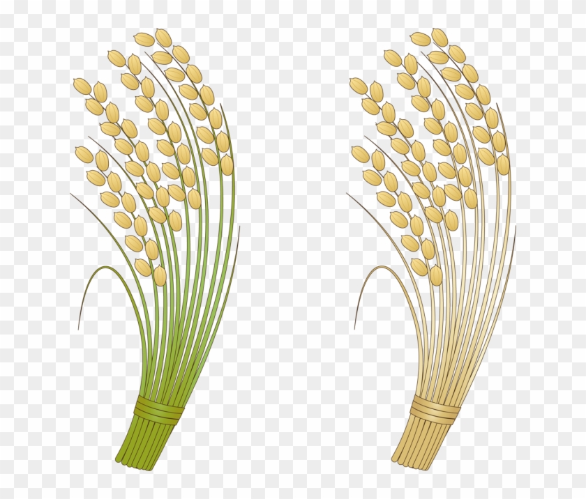 Grasses Rice Clip Art - Grasses Rice Clip Art #777699