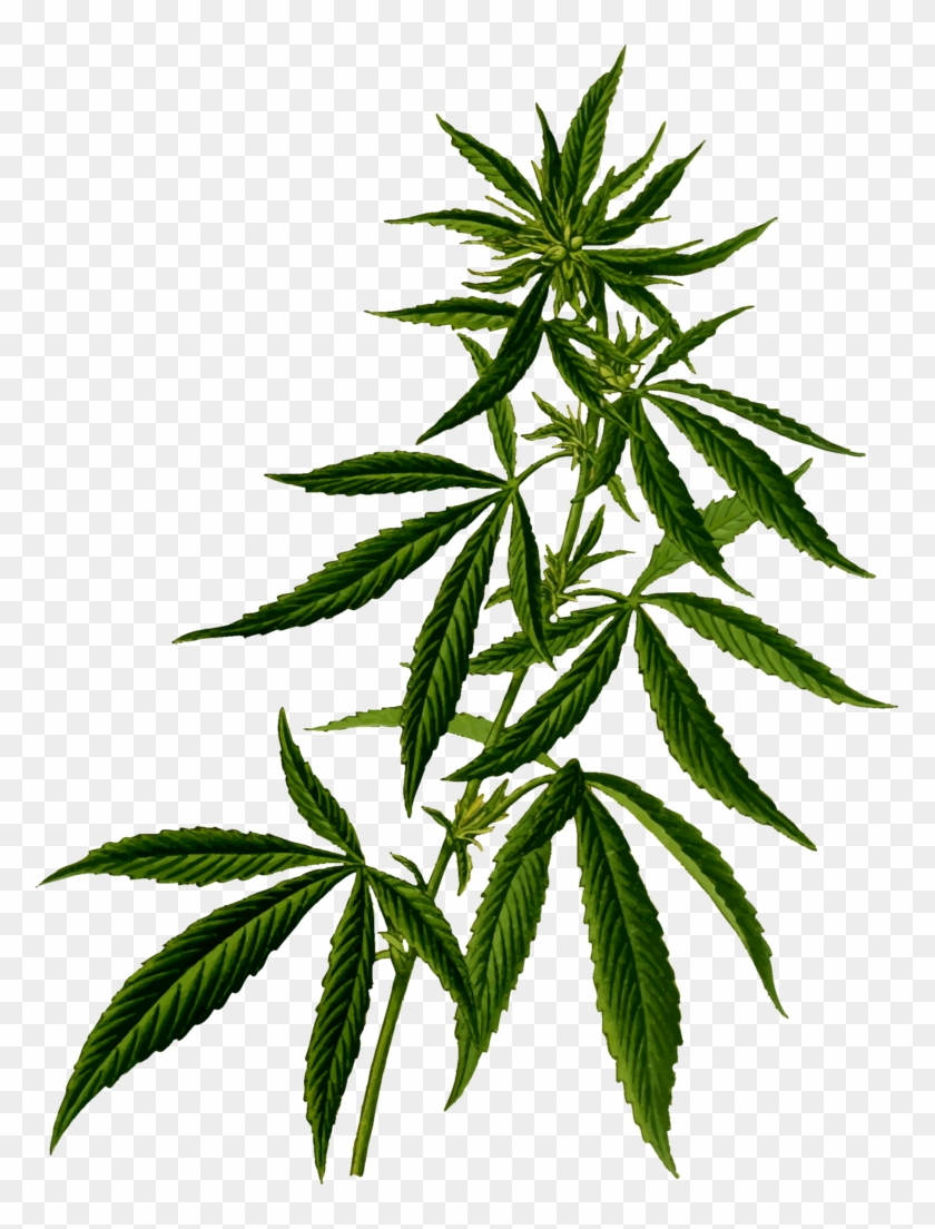 Pot Leaf Clipart No Background - Weed Plant Png #777668