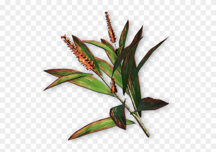 Java Fern On 3 X 2 5 Coco Mat Microsorum Pteropus Easy - Far Cry 3 Plants #777670