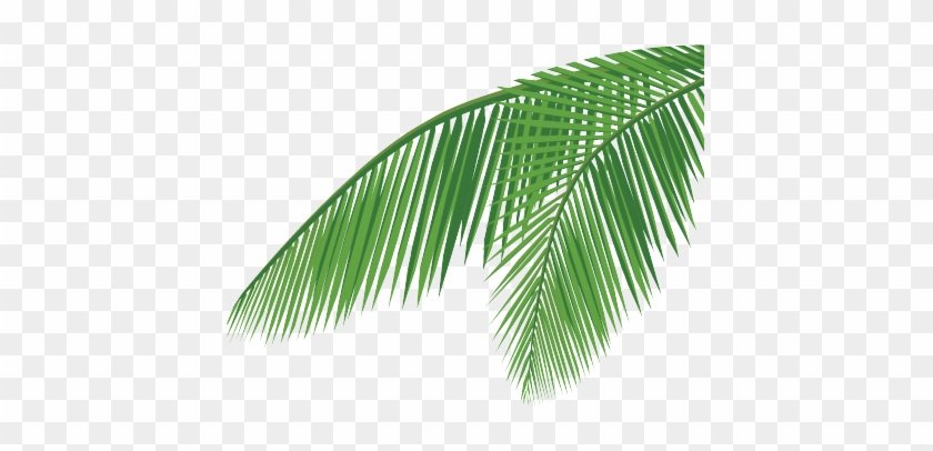 Palm Tree Leaf Png Home About Us Products Quality Csr - Coconut Leaves Vector Png #777671