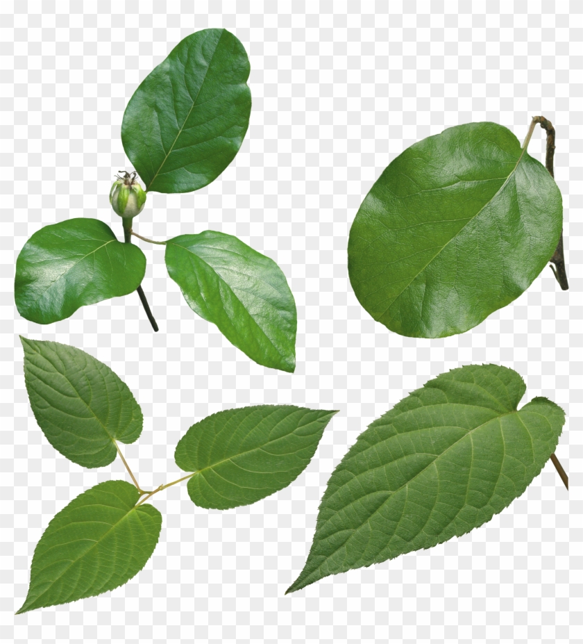 Green Leaf Png - Листья #777674