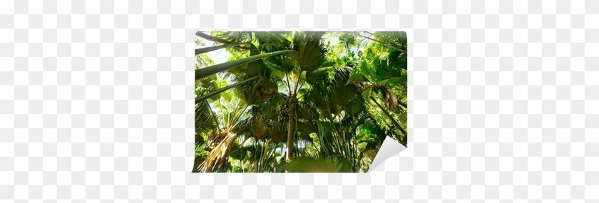 Tropical Rain Forest With Coco De Mer Palms, Praslin, - Praslin #777700