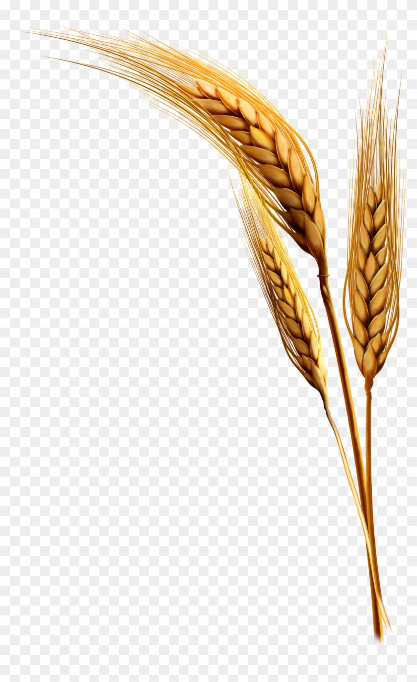 Emmer Rice Clip Art - Wheat Plant Png #777703