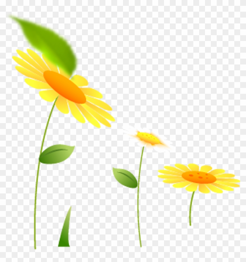 Common Sunflower - Sunflower - Common Sunflower - Sunflower #778090