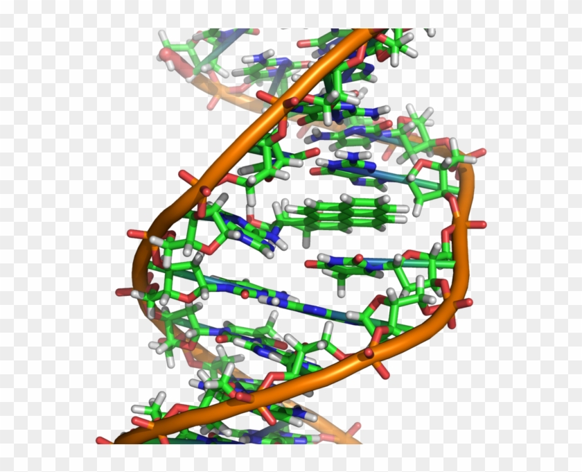 Opensnp Height Prediction - Spider Dna Structure #777923