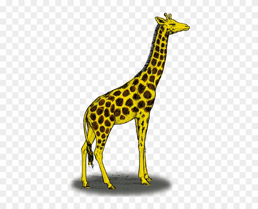 Cute Baby Giraffe Cartoon - Color Is A Giraffe - Free Transparent PNG  Clipart Images Download