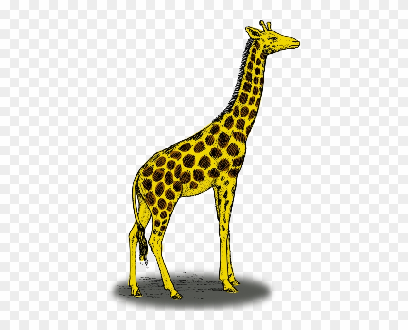 Cute Baby Giraffe Cartoon - Color Is A Giraffe #778033