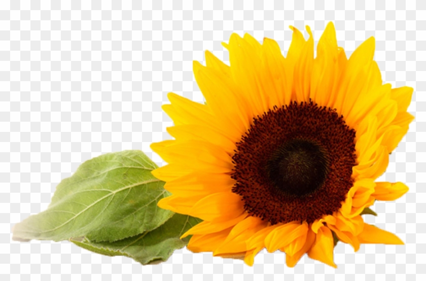Common Sunflower Gratis - Common Sunflower Gratis #778305