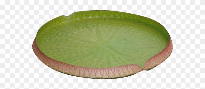Water Lily Png Image - Water Lily Png #778294