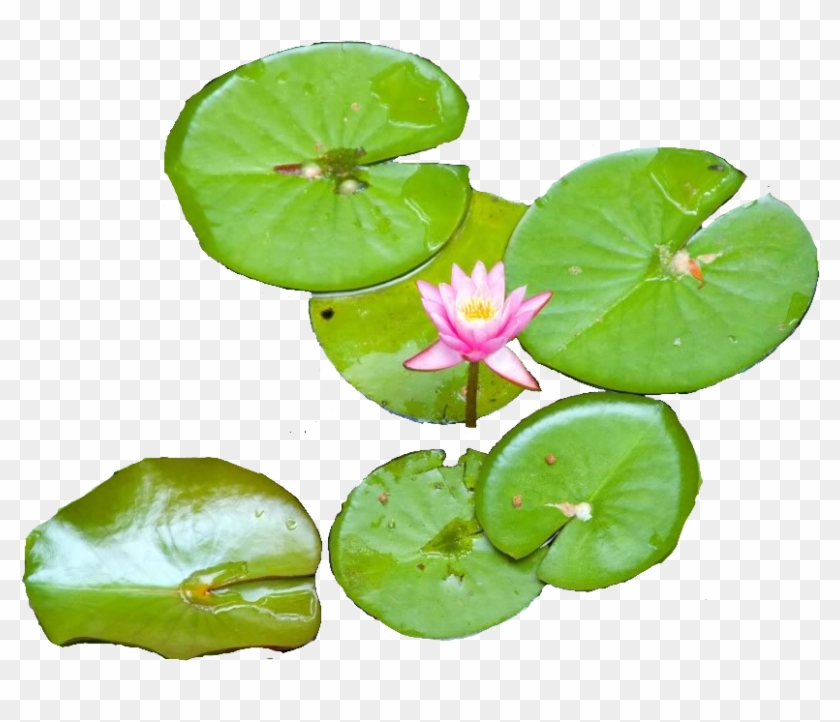 Water Lily - Water Lily Png #778297