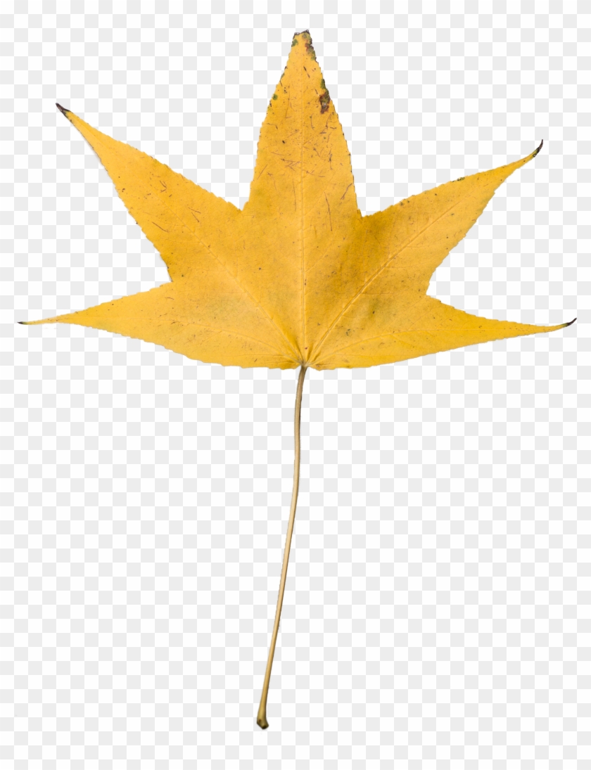 Yellow Dry Leaf Transparent, High Resolution - Dried Leaves Transparent Background #778323