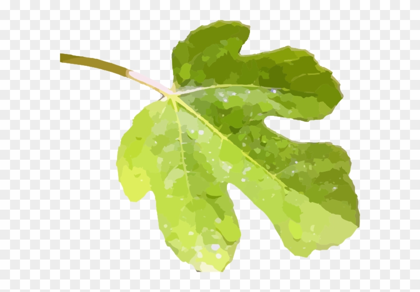 Fig Clipart Transparent - Fig Leaves Clip Art #778329