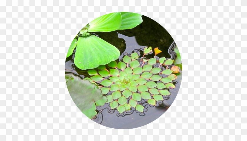 Water Lettuce, Water Lilies And The Mosaic Plant Are - Aquatic Plant #778343