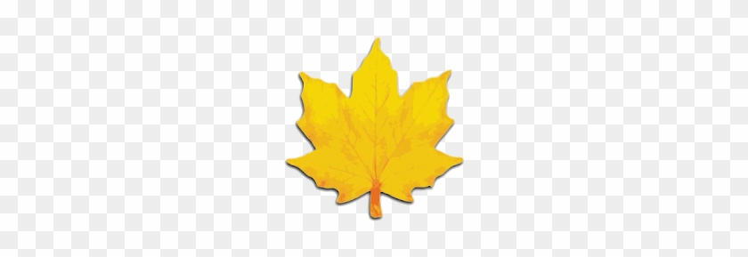 Maple Leaf Clip Art #778445