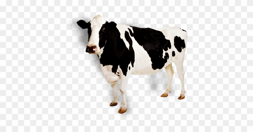 Cow White Background Image - Cow With No Background #778448
