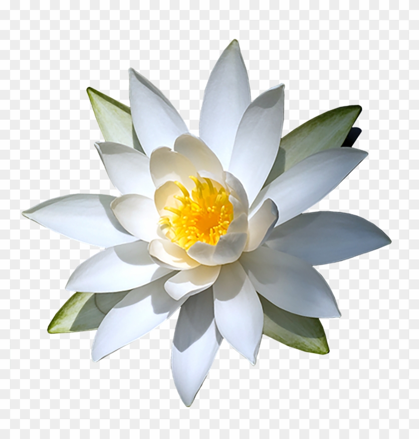 Water Lily Png Transparent Images - White Water Lily Png #778473