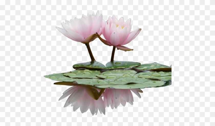 Water Lily Png Transparent Images - Water Lily Flower Png #778474