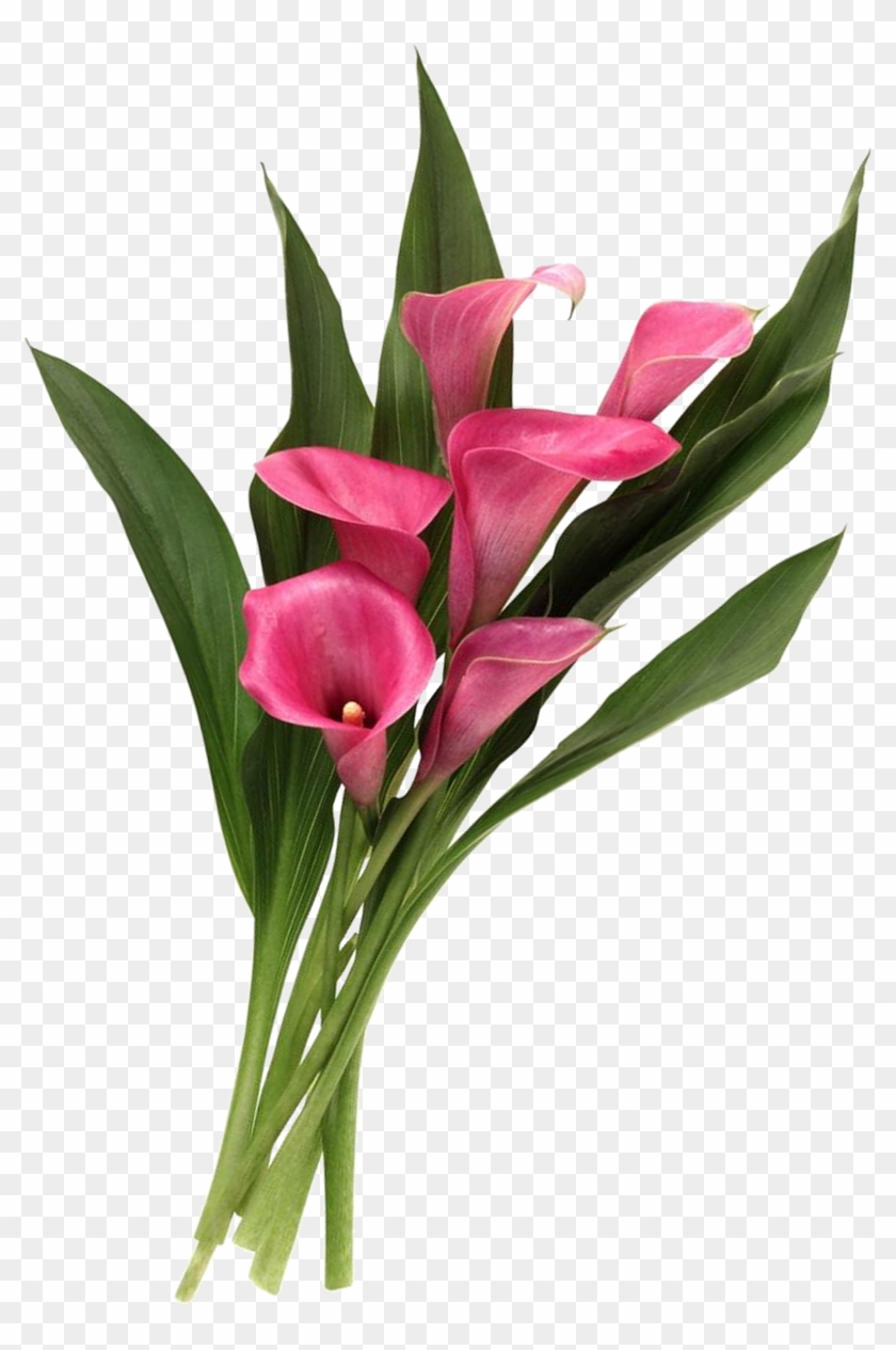 Review - - Calla Lily Transparent Png #778553