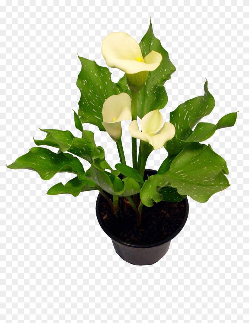 Calla Ou Copo De Leite - Milk #778561