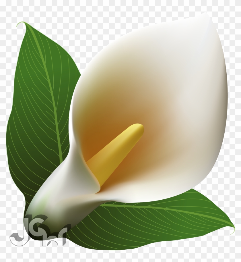 Calla Lily - Arum-lily #778596